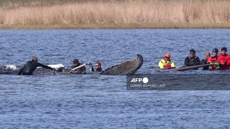 Continúa en aguas danesas el remolque de la ballena varada en Alemania