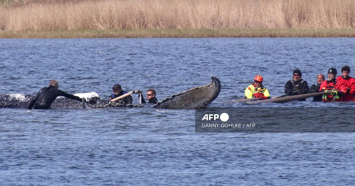 Continúa en aguas danesas el remolque de la ballena varada en Alemania