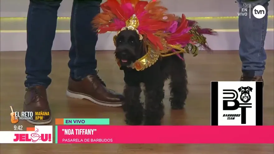 Pasarela del Día Mundial del Perro