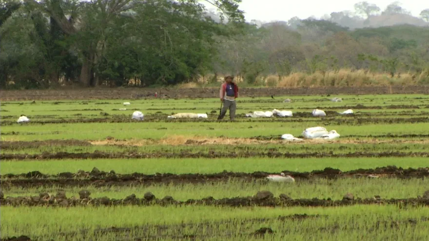 Ante baja producción nacional, Mida importara arroz