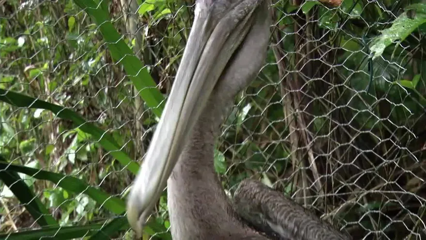 Investigan muerte de pelícanos en la Bahía de Panamá