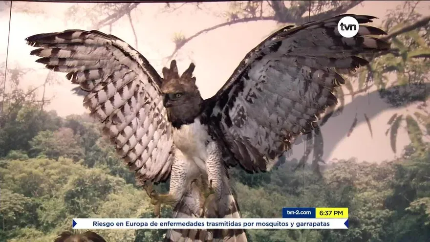 Festi Harpia 2019, conmemoración al ave Nacional