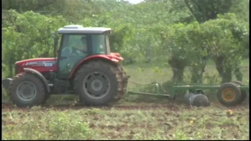 Sequía afecta a tomateros