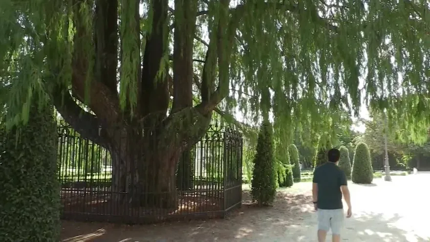 El ahuehuete de Madrid, el abuelo de los árboles de jardín, con más de 2 siglos