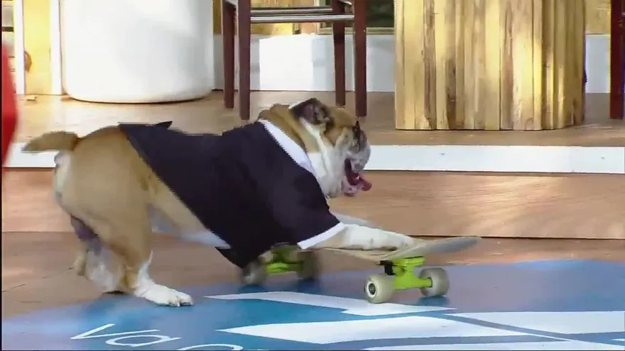 Mi Perro es una estrella - Show 4