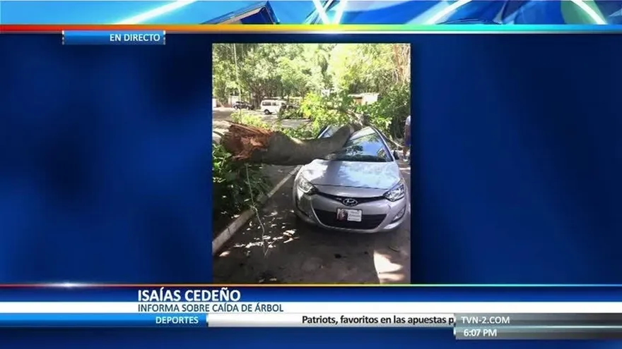 Rama de árbol cae sobre un carro en Mi Pueblito