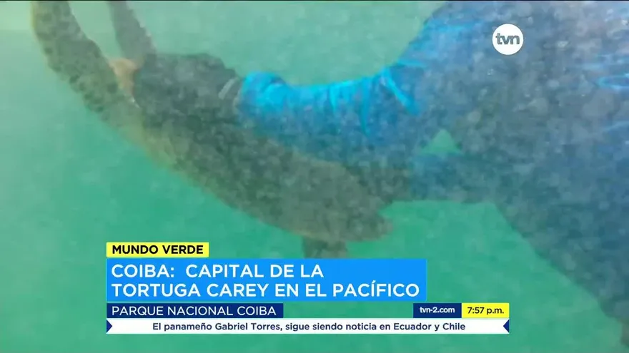 Mundo Verde: tortugas marinas en la isla de Coiba