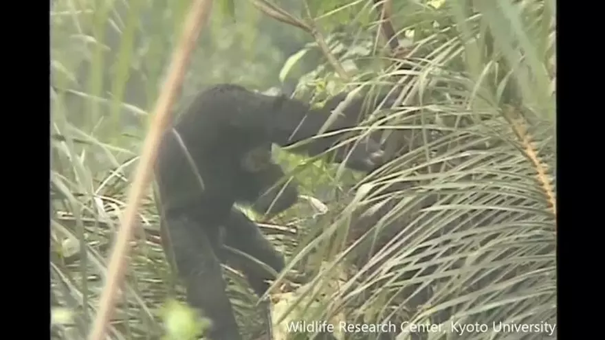 A los chimpancés les gusta el alcohol