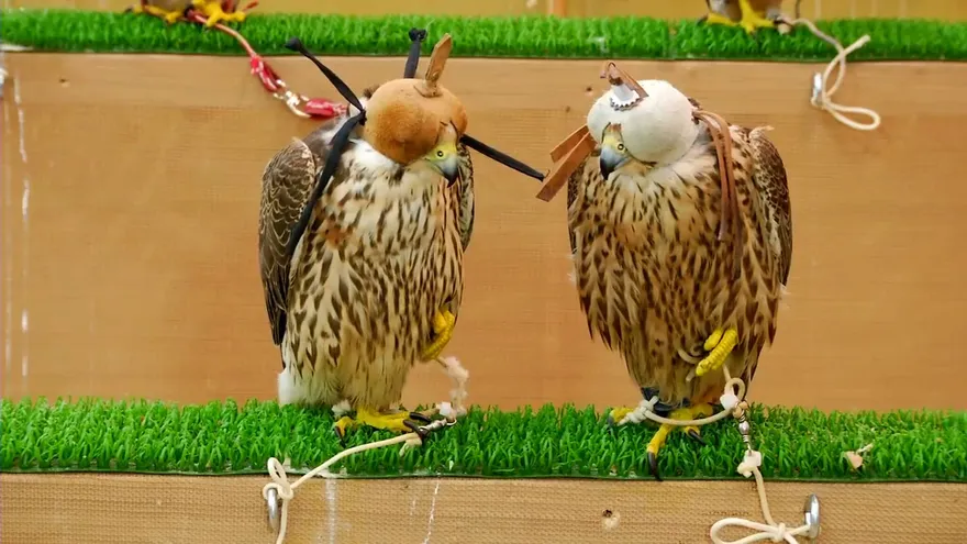 La cetrería, una disciplina milenaria que se desarrolla en Catar