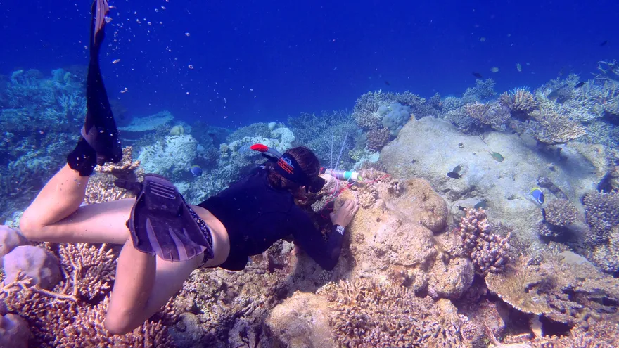 Fotografía facilitada por Tracey Turner Auckland University de Ana Vila-Concejo, que dirige el Grupo de Investigación Geocostera de la Universidad de Sídney.