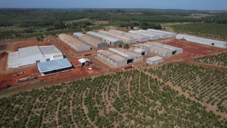 Peligra la producción de yerba mate en Argentina por la sequia.