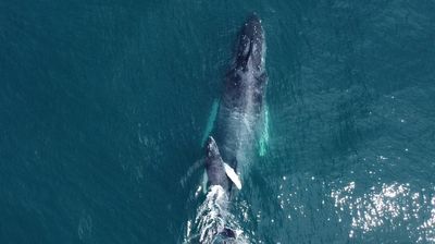 Ballenas y aves en peligro por ola de calor marina en EEUU