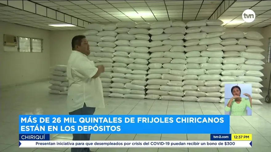 Productores en Chiriquí preocupados porque miles de quintales de frijoles podrían perderse