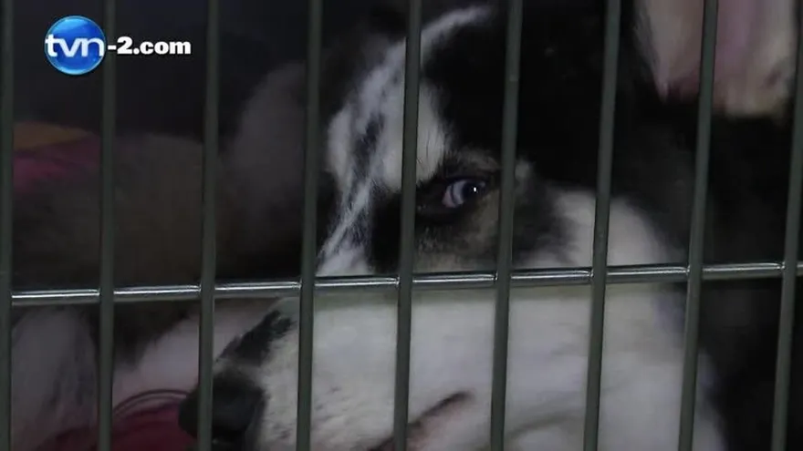 Tenencia de perros peligrosos