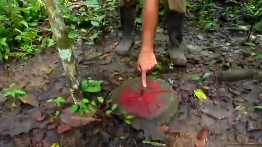 Posible venta de bosque tropical