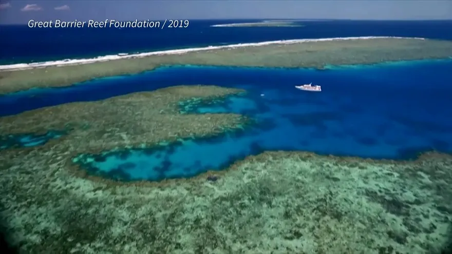 La mitad de los corales de la Gran Barrera pereció en los últimos 25 años