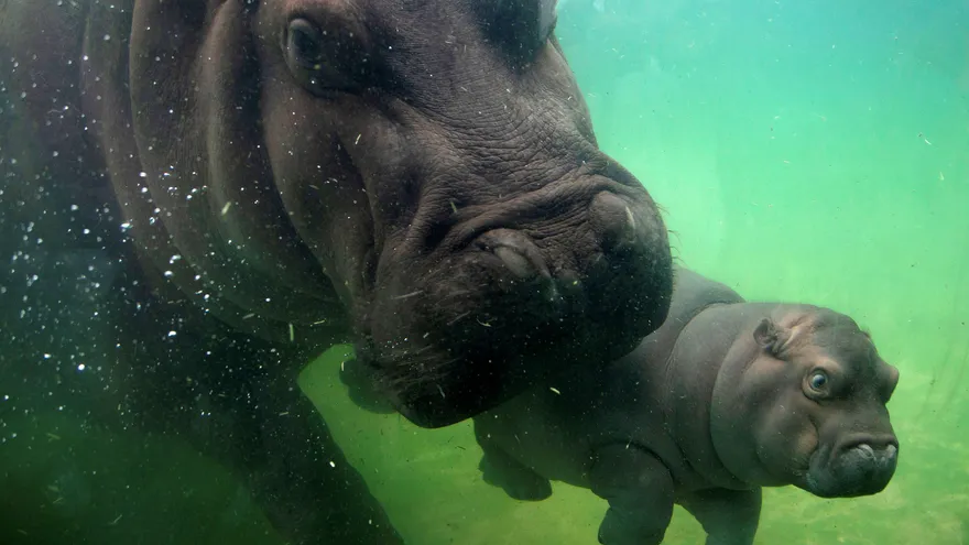 Una cría de hipopótamo es la principal atracción de un zoológico en México