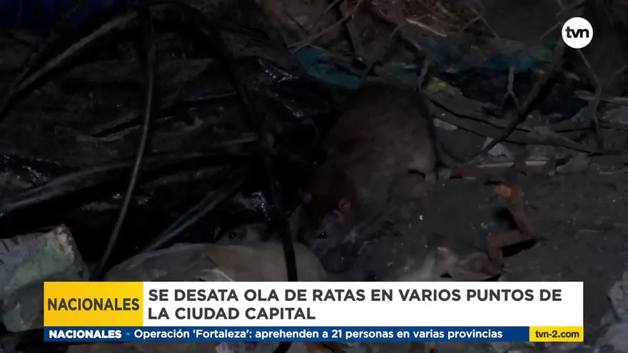 Ola de ratas en la capital