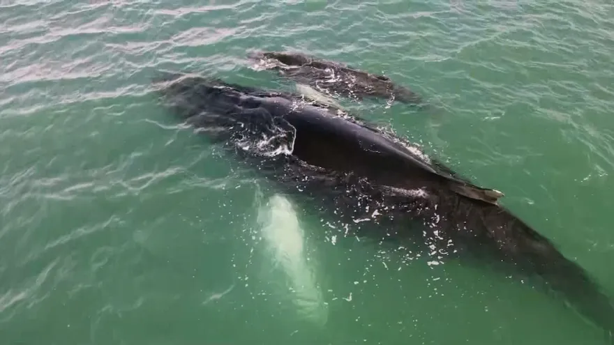 Pedasí registra hasta 100 viajes de avistamiento de ballenas por fin de semana