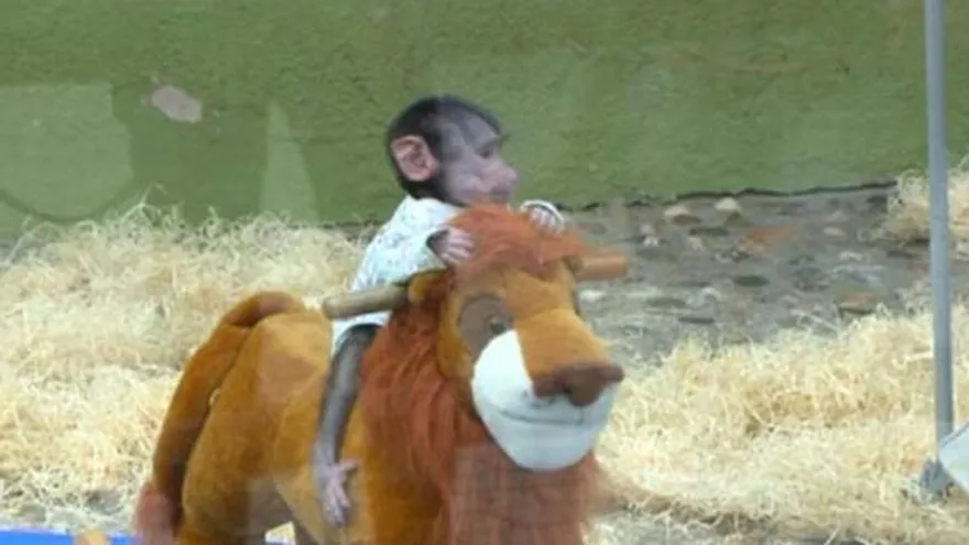 Pareja roba monito de un zoo en Macedonia para regalárselo a su hija