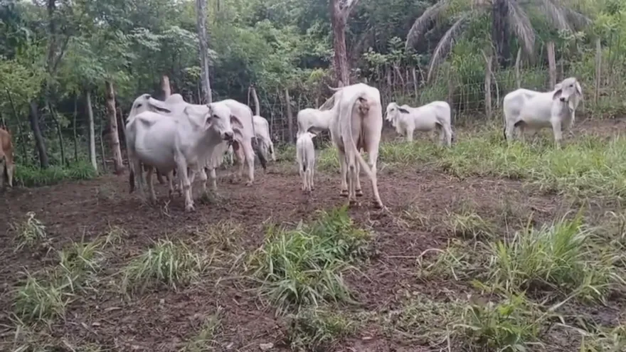 Veraguas Ranchers Prepare for Intensified El Niño and Extended Drought