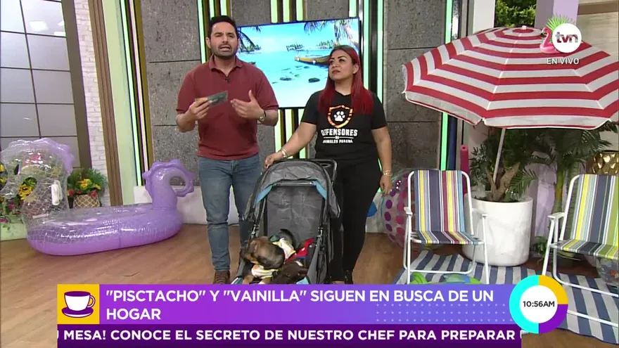 Estos cachorros siguen en búsqueda de un hogar