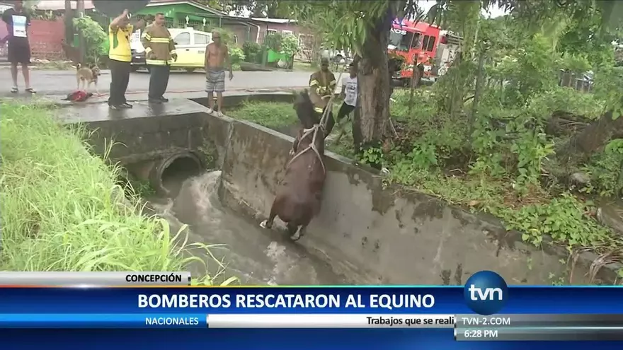 Rescatan caballo en Juan Díaz