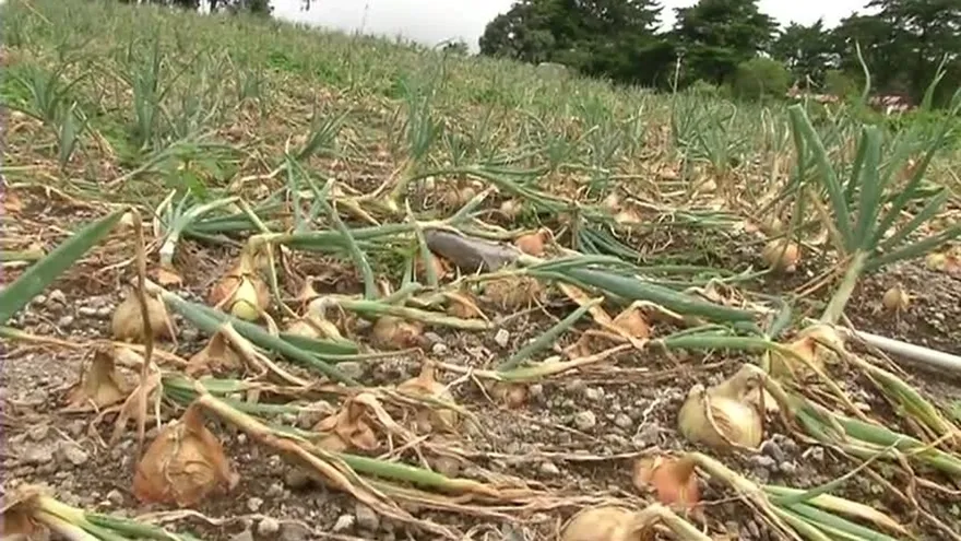 Por bajar precio de la cebolla, productores fueron demandados