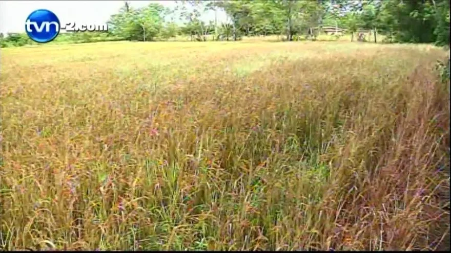 Temen que fenómeno del niño afecte producción de granos