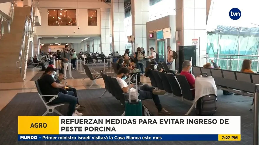 Autoridades buscan evitar ingreso de peste porcina