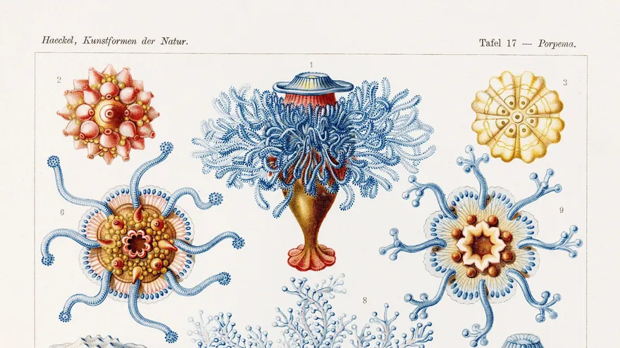 Lámina con dibujos de cnidarios y sifonóforos, extraída de "Formas artísticas en la naturaleza", obra del biólogo y naturalista alemán Enrst Haeckel