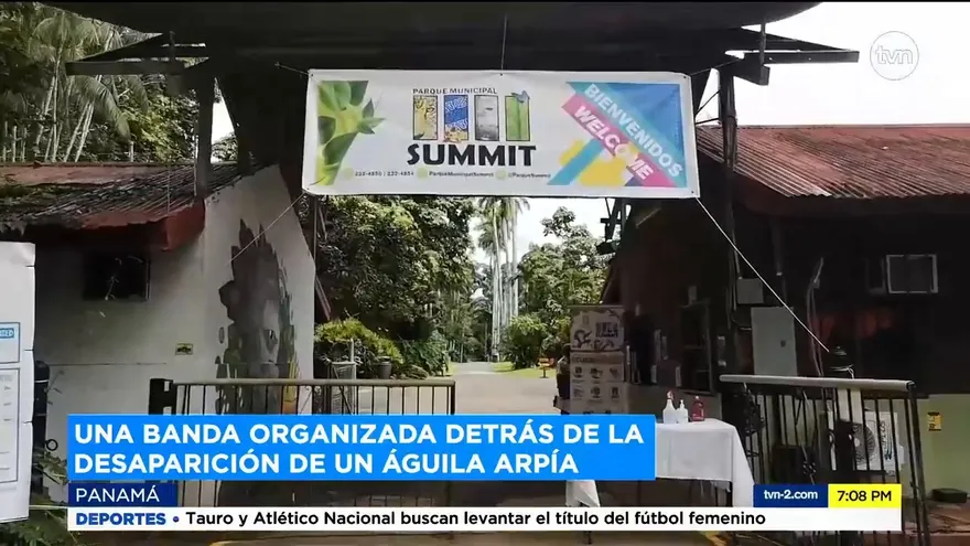 Organización criminal detrás del robo del águila arpía del Summit