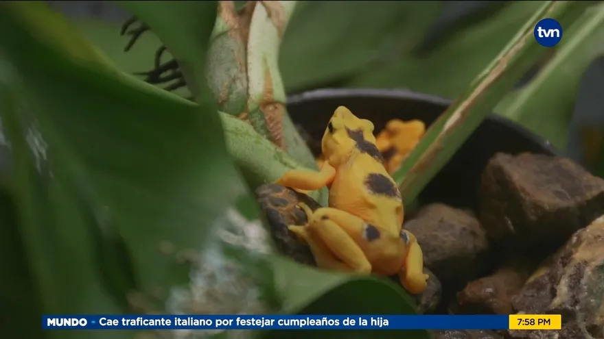 Mundo Verde: Rescate de las Ranas