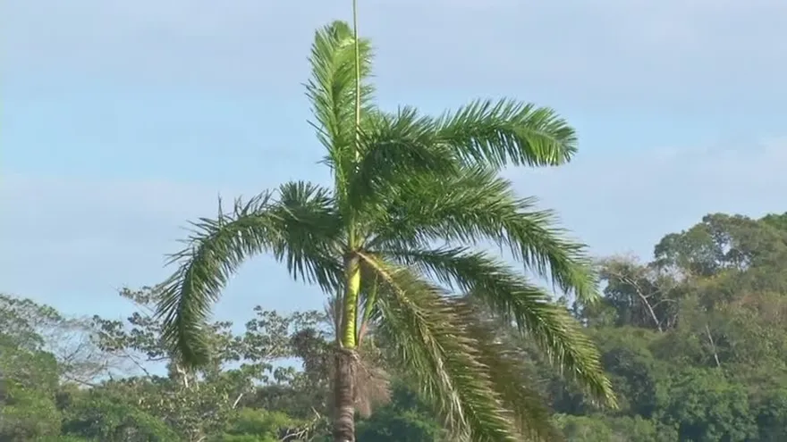 Alertan por fuertes vientos