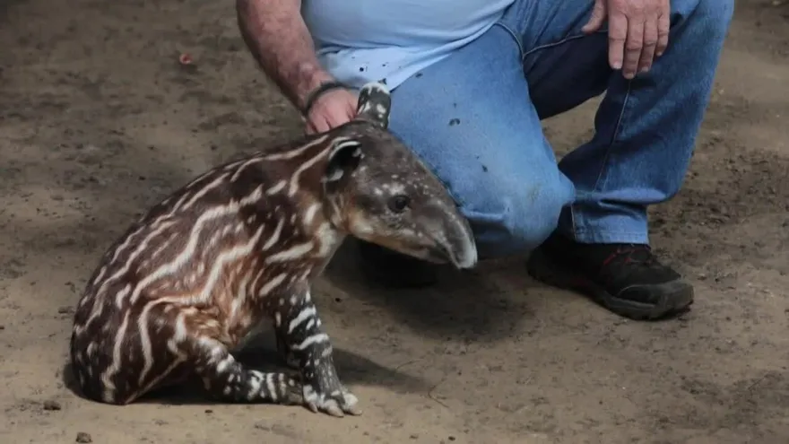 La tapir “Valentina” nace en cautiverio en Nicaragua, esperanza para su especie