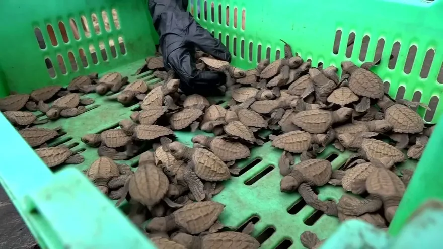 Santuario de desove de tortuga en Chiriquí