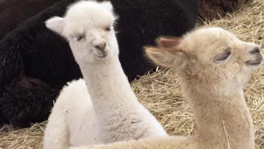 La alpaca de los Andes será clonada por científicos peruanos