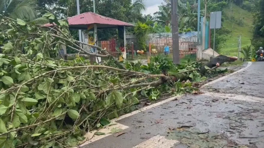 Imagen de una caída árbol producto de las lluvias.