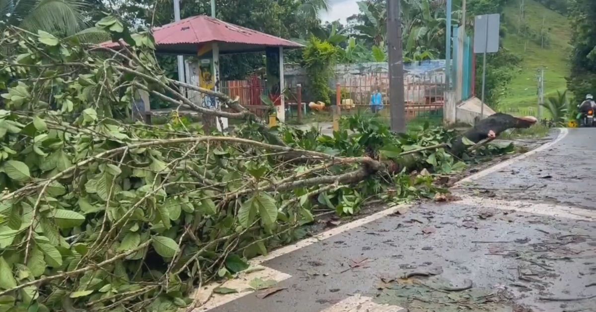 Caída de árboles durante lluvias genera temor en residentes de San Miguelito