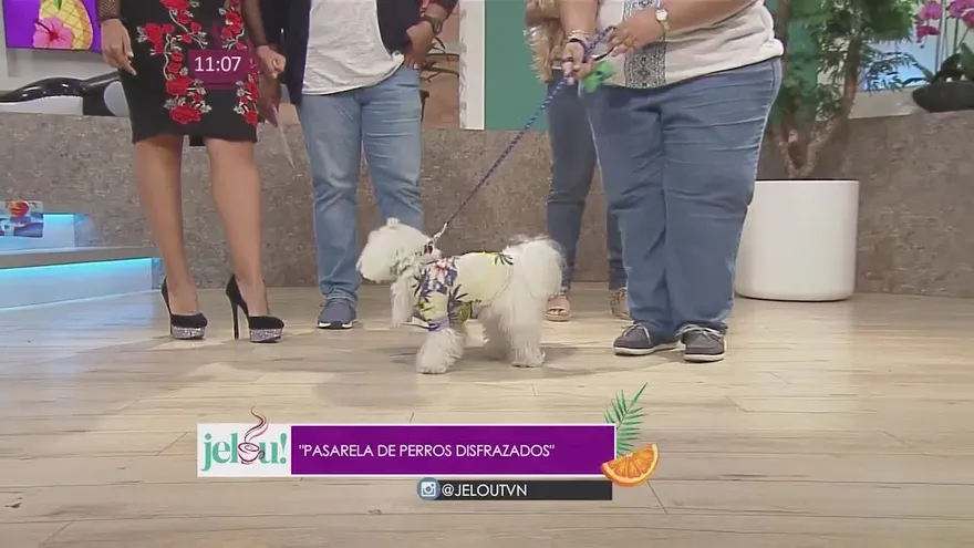 Desfile de Perros