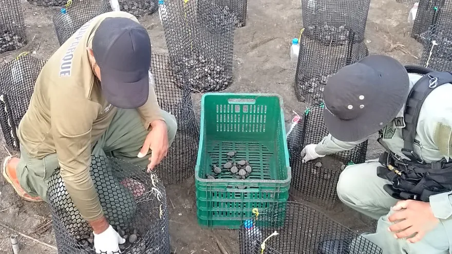 Miles de tortugas lora nacen en el Refugio de Vida Silvestre Isla Cañas