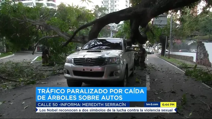 Árbol cae en cruce entre Federico Boyd y Calle 50