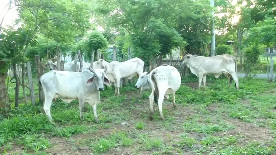 Seguridad alimentaria del país en riesgo por crisis en sector agropecuario