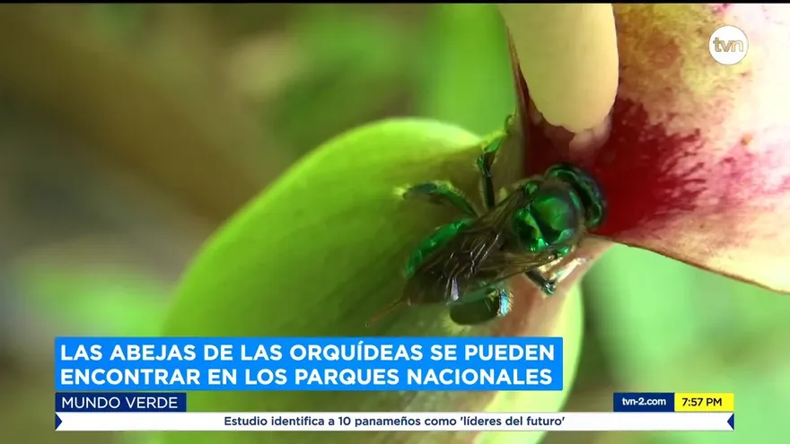 Mundo Verde: Las abejas de las orquídeas