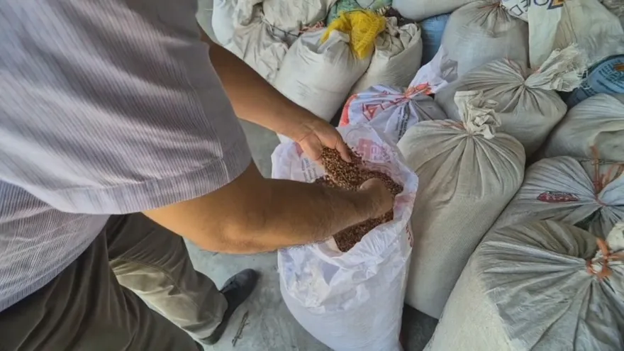 ¡Frijol chiricano en riesgo! Productores de Alanje temen perder más de 50 mil quintales y esperan compra estatal