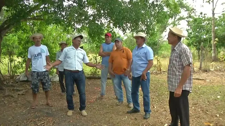 Pérdida de ñame en Ocú