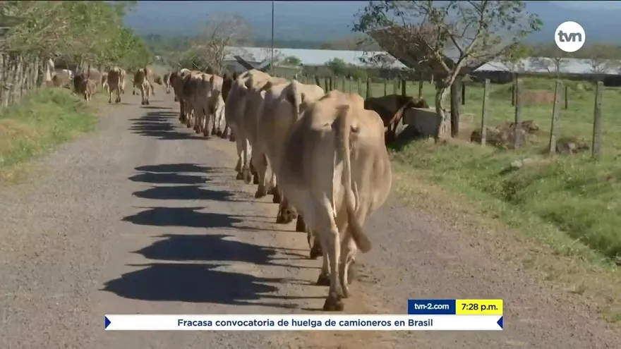 Los peligros de consumir carnes de animales que han recibido antibióticos