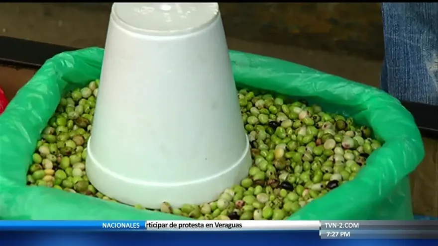 Precio del guandú subirá este año