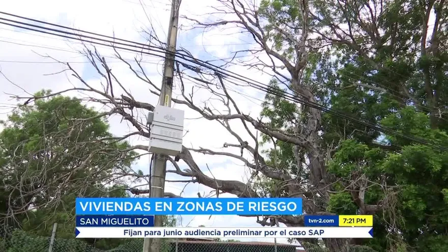 Cómo detectar si un árbol está en riesgo