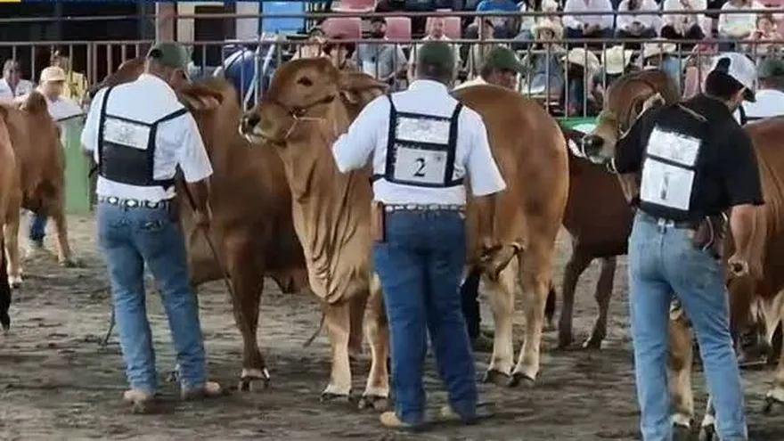 Juzgamiento de ganado durante la Feria Internacional de David